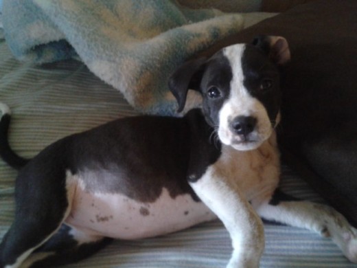 Esta es mi cachorrita se llama urka y tiene 5 meses Esta es mi cachorrita se llama urka y tiene 5 meses